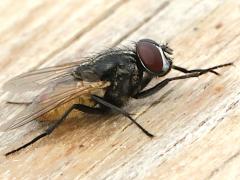 (Common House Fly) male lateral (Common House Fly) male lateral