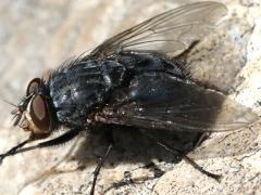 (Blue Blowfly) male grooming (Blue Blowfly) male grooming