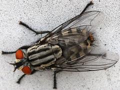 (Sarcophaga Flesh Fly) basking (Sarcophaga Flesh Fly) basking