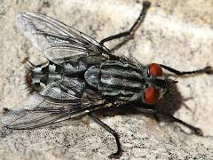 (Sarcophaga Flesh Fly) dorsal (Sarcophaga Flesh Fly) dorsal