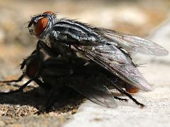 (Sarcophaga Flesh Fly) mating (Sarcophaga Flesh Fly) mating