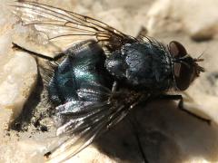 (Blue Blowfly) male (Blue Blowfly) male