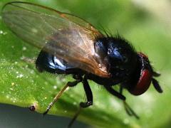 (Lonchaea Lance Fly) lateral (Lonchaea Lance Fly) lateral