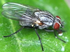(Muscoid Fly) female frontal (Muscoid Fly) female frontal