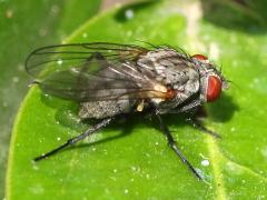 (Muscoid Fly) female rear (Muscoid Fly) female rear