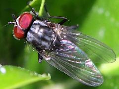 (Muscoid Fly) male dorsal (Muscoid Fly) male dorsal
