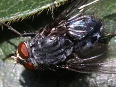 (Blue Blowfly) male dorsal (Blue Blowfly) male dorsal
