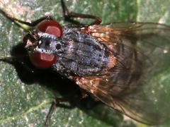 (Muscidae House Fly) female frontal (Muscidae House Fly) female frontal