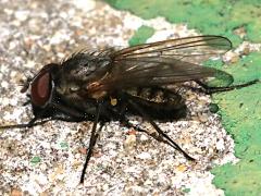 (Muscoid Fly) dorsal (Muscoid Fly) dorsal