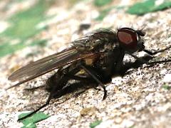 (Muscoid Fly) lateral (Muscoid Fly) lateral
