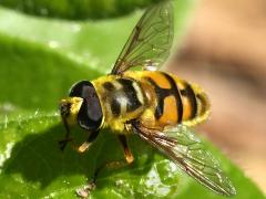 (Yellow-haired Sun Fly) male frontal (Yellow-haired Sun Fly) male frontal
