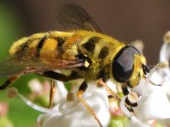 (Yellow-haired Sun Fly) male lateral (Yellow-haired Sun Fly) male lateral