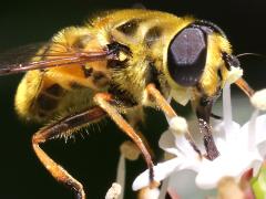 (Yellow-haired Sun Fly) male ventral (Yellow-haired Sun Fly) male ventral