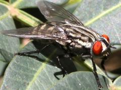 (Sarcophaga Flesh Fly) dorsal (Sarcophaga Flesh Fly) dorsal