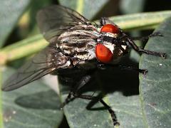 (Sarcophaga Flesh Fly) frontal (Sarcophaga Flesh Fly) frontal