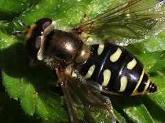 (Scaeva Hover Fly) female dorsal (Scaeva Hover Fly) female dorsal