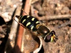 (Scaeva Hover Fly) female hovering (Scaeva Hover Fly) female hovering