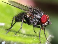(Calyptrate Fly) male lateral (Calyptrate Fly) male lateral