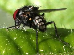 (Calyptrate Fly) male rear (Calyptrate Fly) male rear