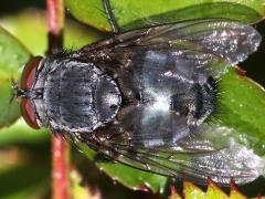 (Blue Blowfly) male dorsal (Blue Blowfly) male dorsal