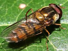 (Marmalade Hover Fly) male rear (Marmalade Hover Fly) male rear