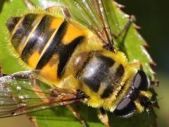 (Yellow-haired Sun Fly) female dorsal (Yellow-haired Sun Fly) female dorsal