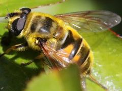 (Yellow-haired Sun Fly) female lateral (Yellow-haired Sun Fly) female lateral