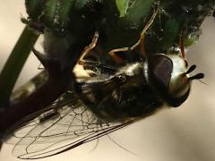 (Syrphini Hover Fly) female frontal (Syrphini Hover Fly) female frontal