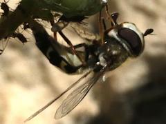 (Syrphini Hover Fly) female lateral (Syrphini Hover Fly) female lateral