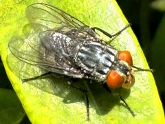 (Synthesiomyia Fly) dorsal (Synthesiomyia Fly) dorsal