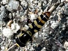 (Yellow-shouldered Hover Fly) dorsal (Yellow-shouldered Hover Fly) dorsal