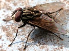 (Rufitibia Fly) lateral (Rufitibia Fly) lateral