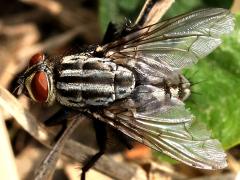 (Sarcophaga Flesh Fly) dorsal (Sarcophaga Flesh Fly) dorsal