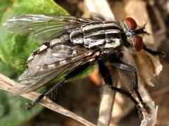 (Sarcophaga Flesh Fly) lateral (Sarcophaga Flesh Fly) lateral
