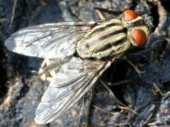 (Sarcophaga Flesh Fly) rear (Sarcophaga Flesh Fly) rear