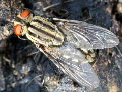(Sarcophaga Flesh Fly) top (Sarcophaga Flesh Fly) top