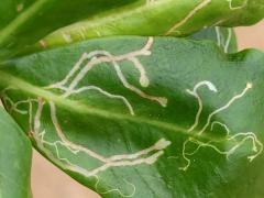 (Scaevolana Leafminer Fly) upperside mine on Beach Naupaka (Scaevolana Leafminer Fly) upperside mine on Beach Naupaka