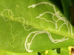 (Scaevolana Leafminer Fly) upperside mine on Beach Naupaka (Scaevolana Leafminer Fly) upperside mine on Beach Naupaka