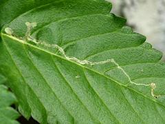 (Liriomyza Leafminer Fly) upperside mine on Yellow Alder (Liriomyza Leafminer Fly) upperside mine on Yellow Alder