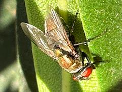 (Lucilia Greenbottle Fly) female (Lucilia Greenbottle Fly) female