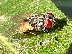 (Common House Fly) female (Common House Fly) female