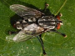 (Sarcophaga Flesh Fly) female (Sarcophaga Flesh Fly) female