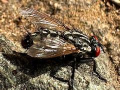 (Sarcophaga Flesh Fly) male (Sarcophaga Flesh Fly) male