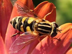 (Trivittate Marsh Fly) dorsal (Trivittate Marsh Fly) dorsal