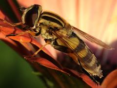 (Trivittate Marsh Fly) lateral (Trivittate Marsh Fly) lateral