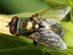 (Common Greenbottle Fly) dorsal (Common Greenbottle Fly) dorsal