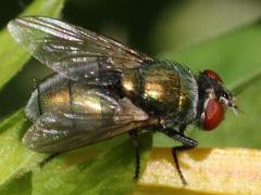 (Common Greenbottle Fly) lateral (Common Greenbottle Fly) lateral