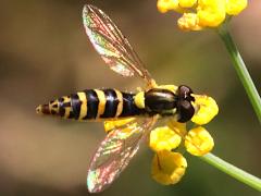 (Sphaerophoria Globetail) dorsal (Sphaerophoria Globetail) dorsal