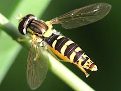 (Sphaerophoria Globetail) dorsal (Sphaerophoria Globetail) dorsal