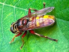 (Milesia Giant Flower Fly) dorsal (Milesia Giant Flower Fly) dorsal
